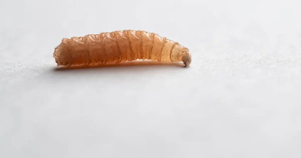 What Does Flea Larva Look Like on Dogs