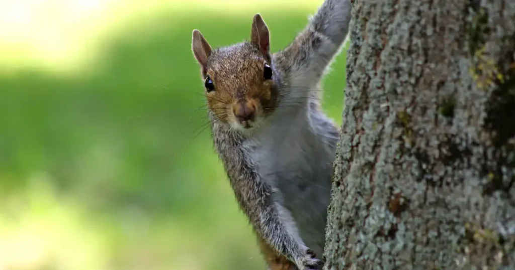 can i trap squirrels in my yard