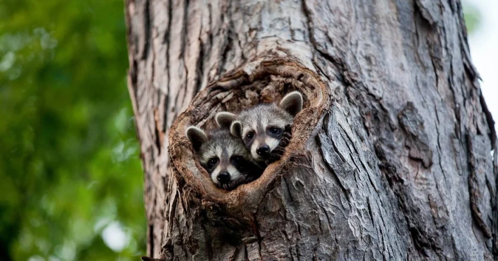 can raccoons fit in small spaces