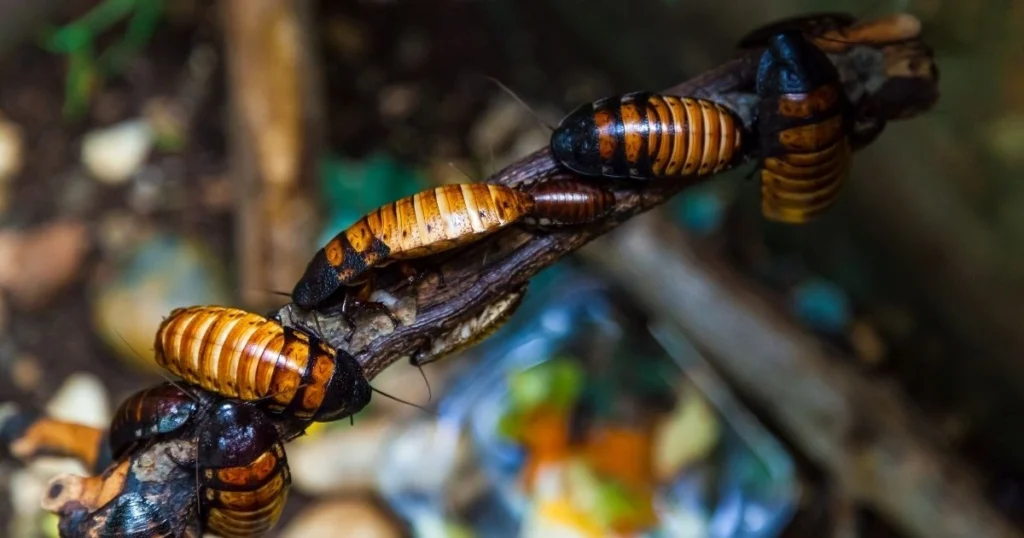 cockroach outside house