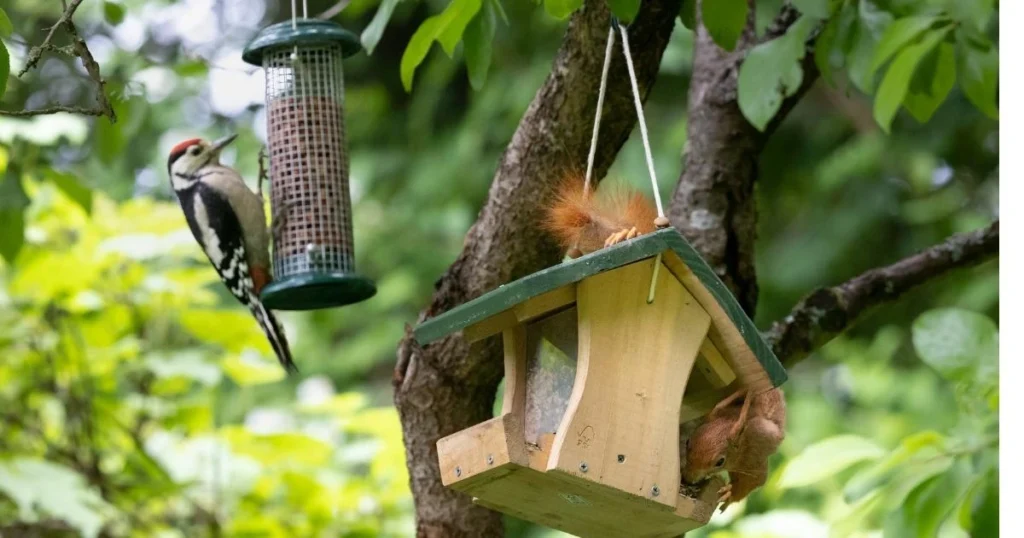 do birds attack squirrels