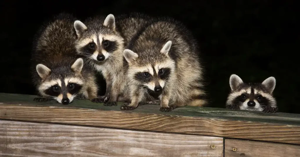 male and female raccoon 2