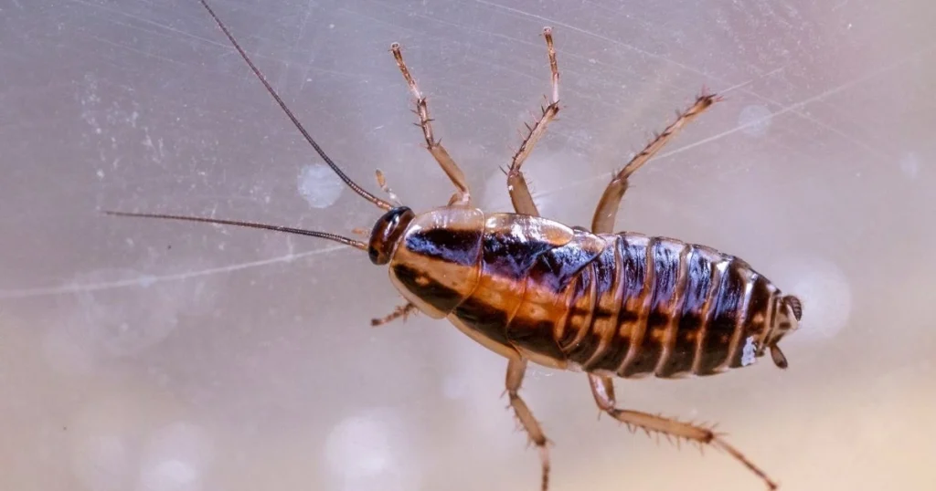 cockroach infestation in car