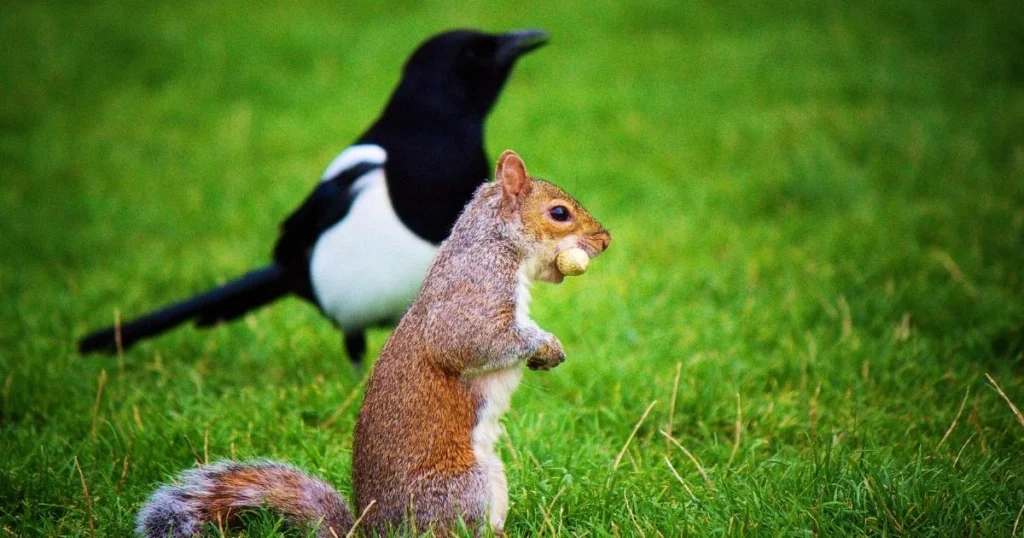 do birds and squirrels get along