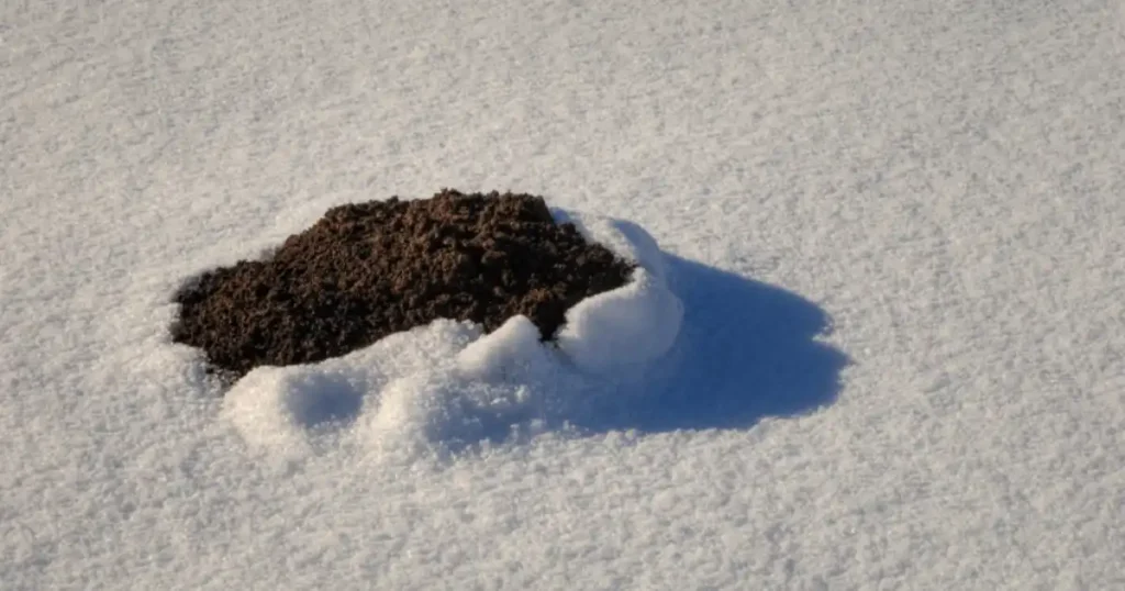 what do moles do in the winter