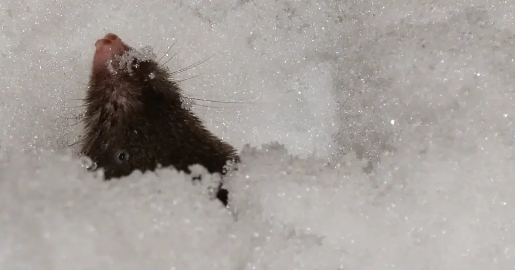 winter mole