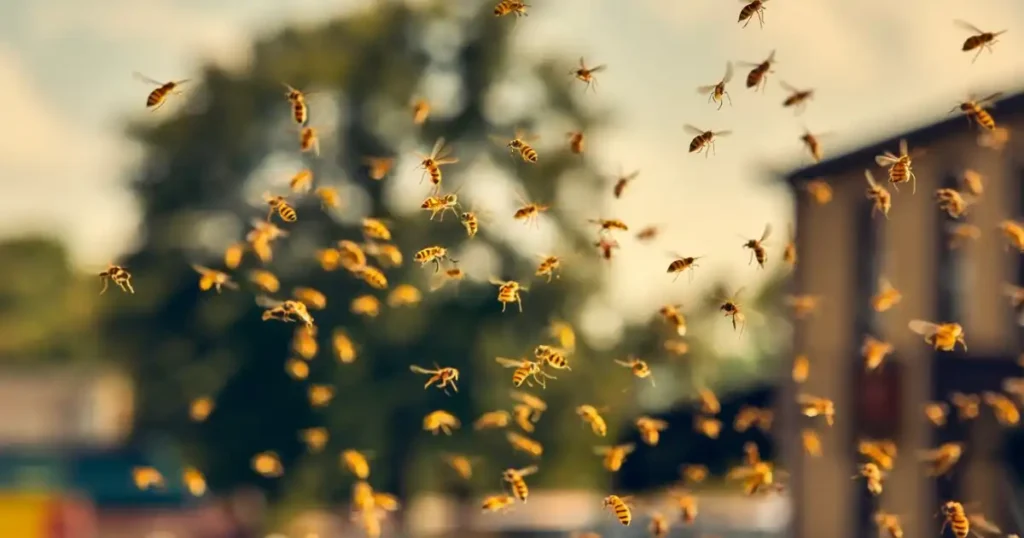 yellow jackets