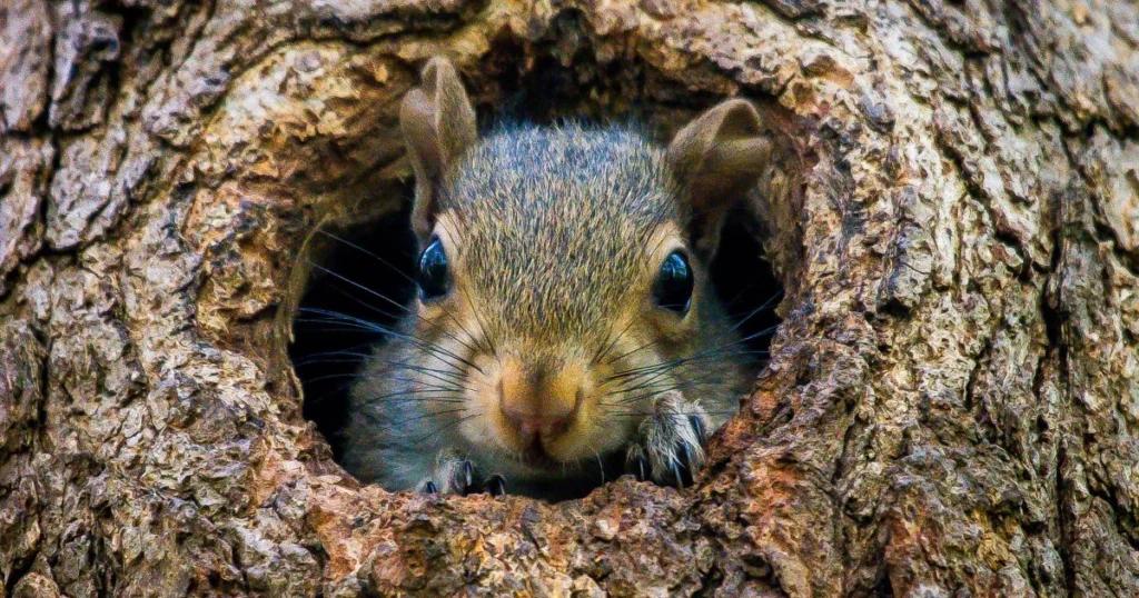 do squirrels make holes in trees