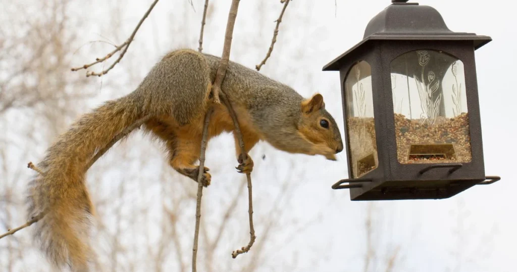 Raccoons vs squirrels in the wild