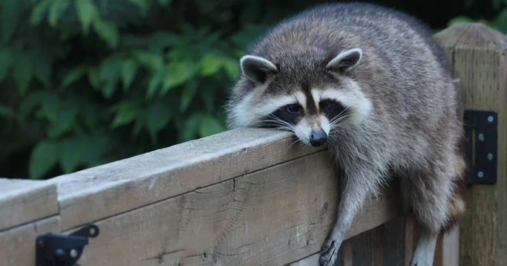 is it bad to have raccoons under your  deck