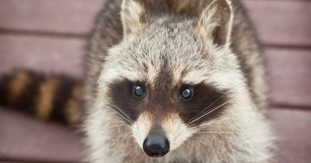 what color are raccoons eyes