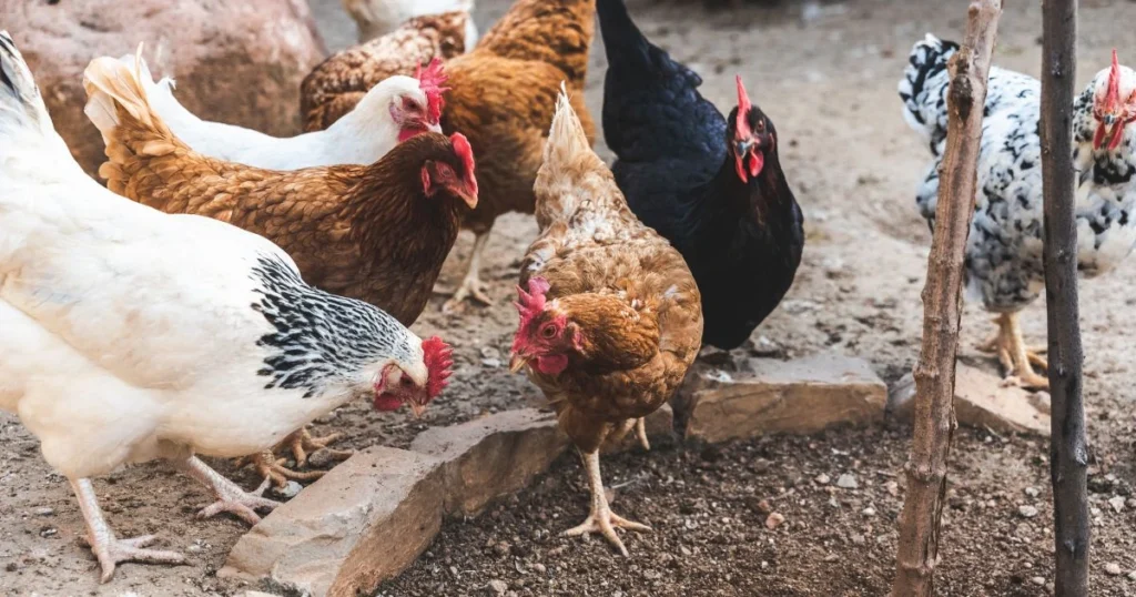 opossum killing chickens