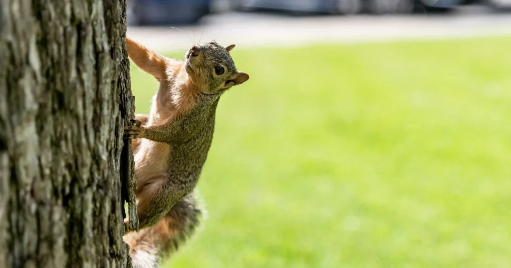 how to stop squirrels from eating trees