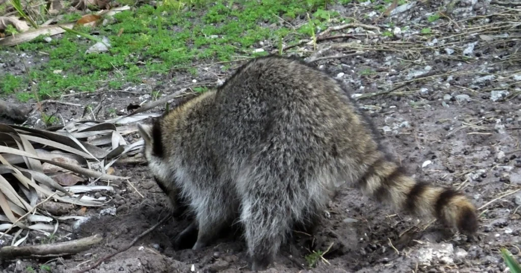 do raccoons hunt squirrels