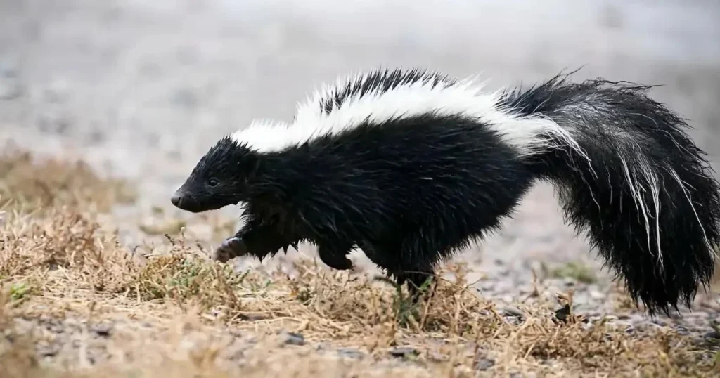 getting skunk off dogs