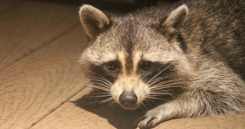 get rid of raccoons under deck