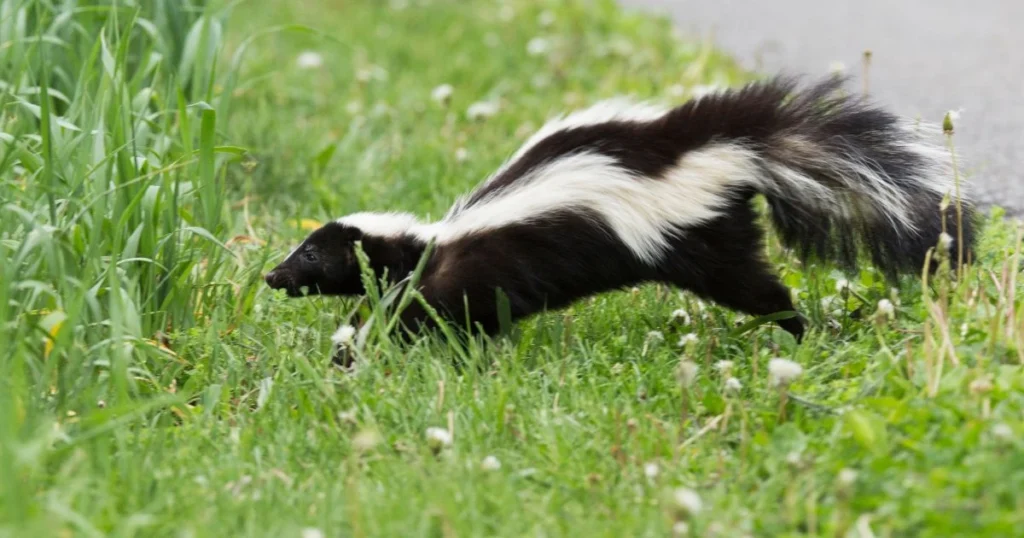 get skunk smell out of car
