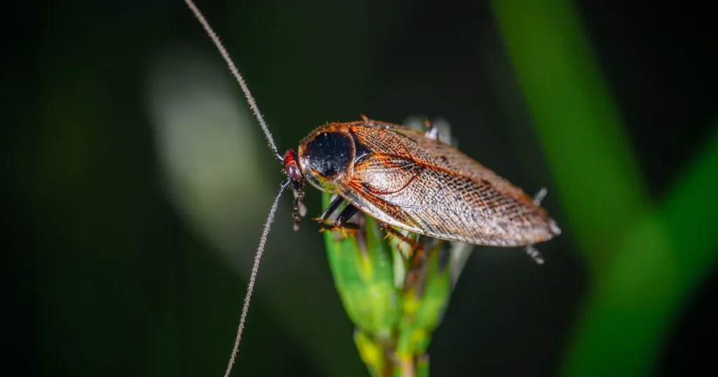 4 inch cockroach