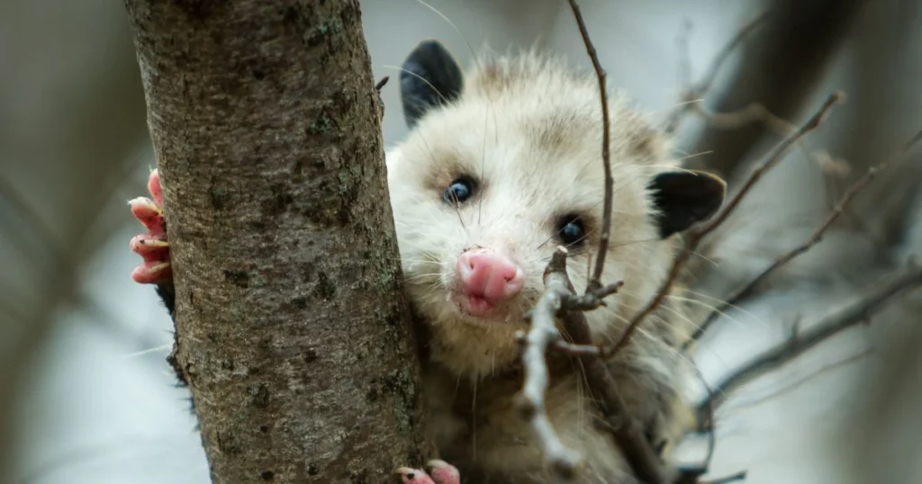 opossum killing chickens