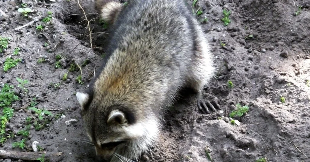 Raccoons vs squirrels in the wild