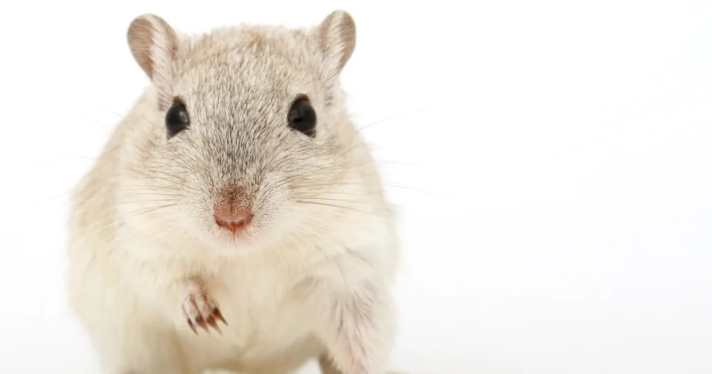 Do Rats Kill Mice Pest Control