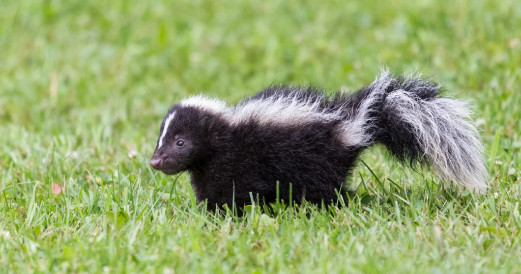 Puppy Breath Smell Like Skunk