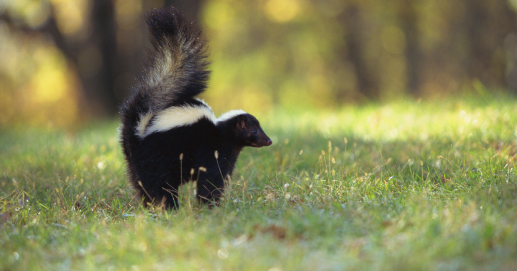 Skunk Repellent for Dogs Safe Texas