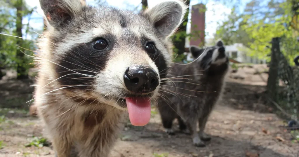 Stopping Raccoons from Digging Up Your Lawn in Texas