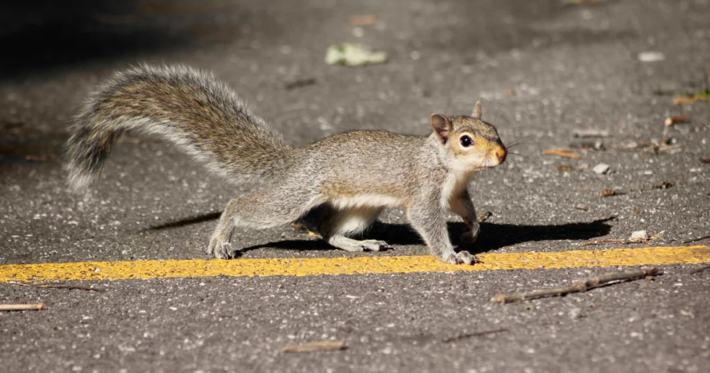 Why do squirrels stop in the middle of the road