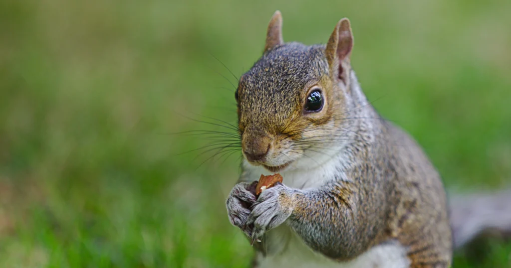 Why squirrels stop in the middle of the road