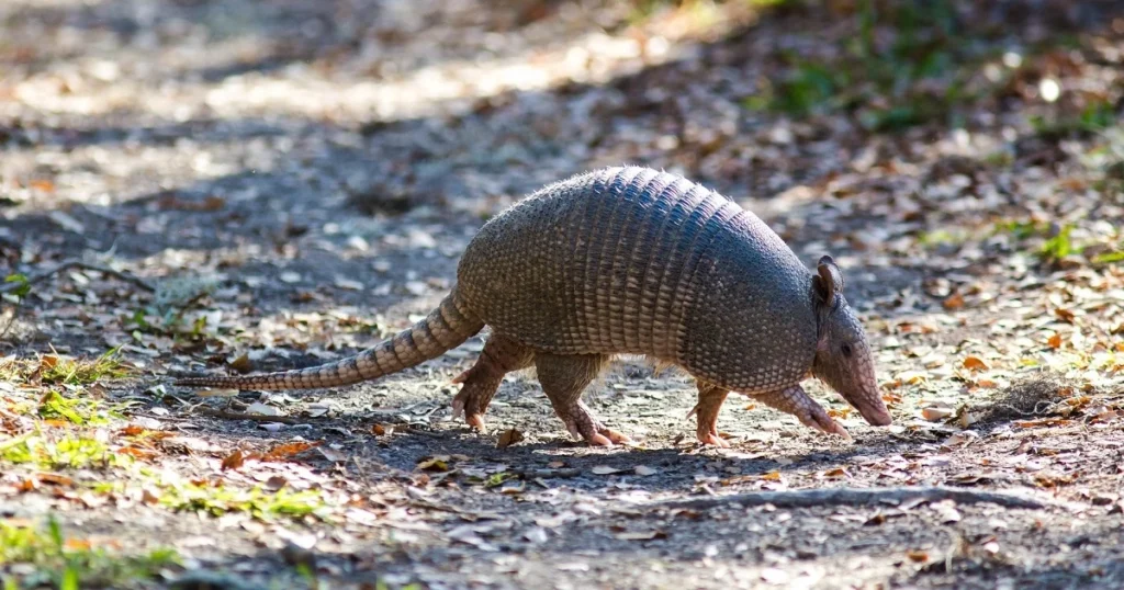 armadillo facts for kids