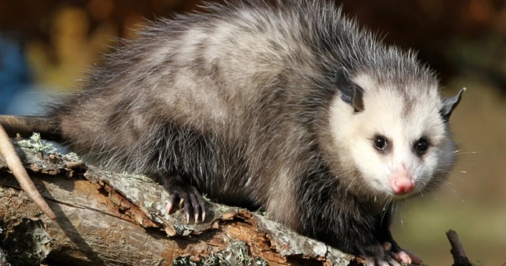 opossum colors