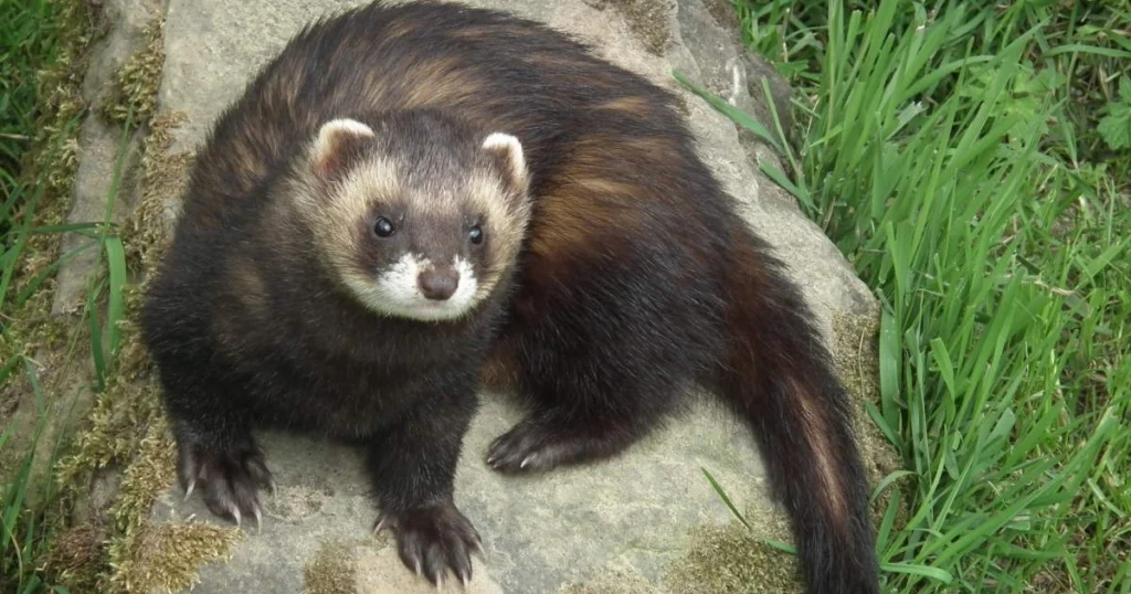 polecat vs skunk