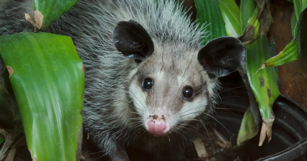 opossum colors