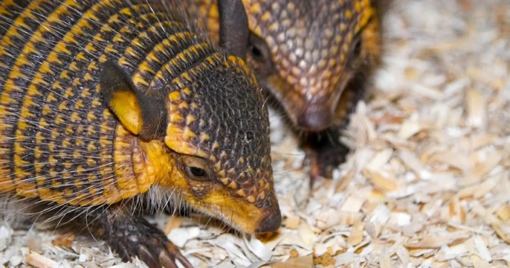 armadillo facts for kids