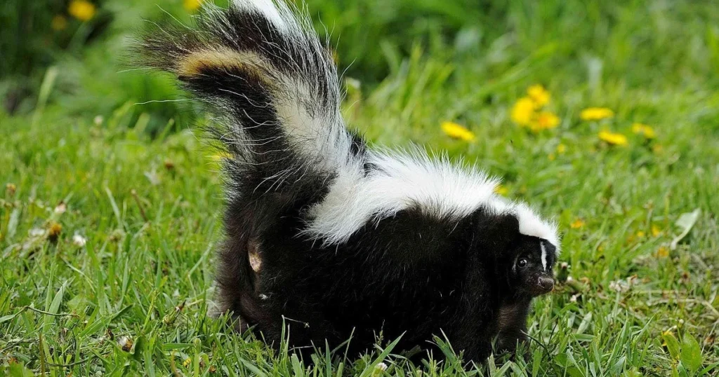 skunk smell spray