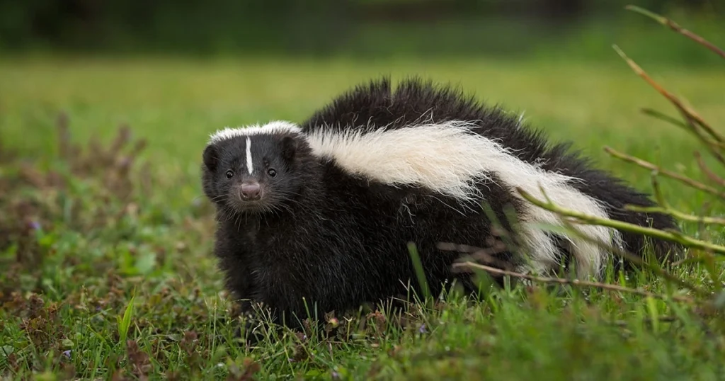 polecat vs skunk