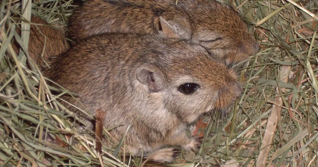 will mice return to a disturbed nest