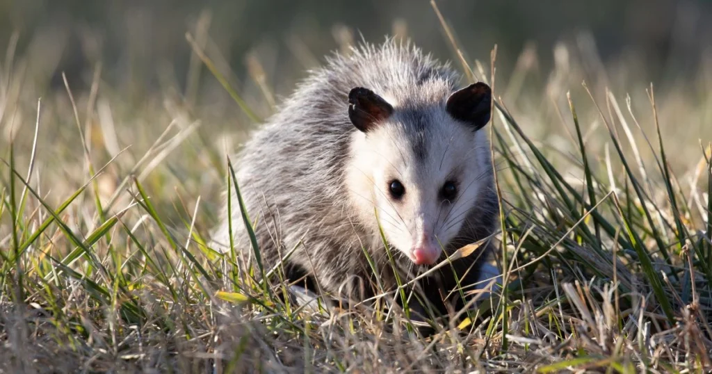 opossum holes