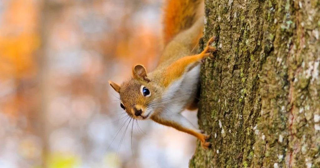 squirrels fire red