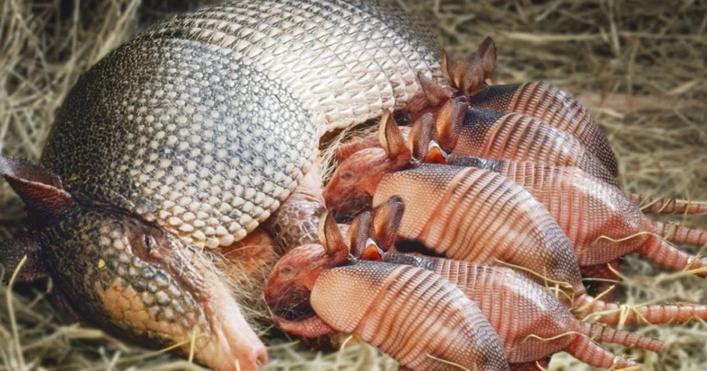 life cycle of an armadillo