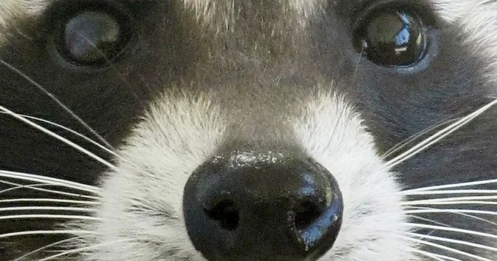 are raccoons color blind