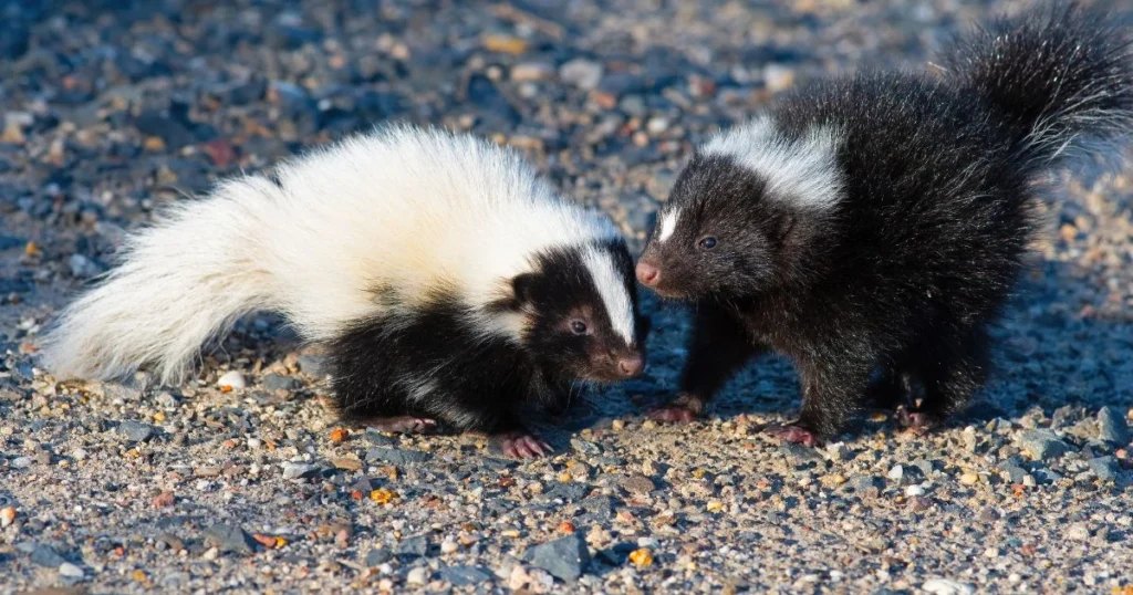 how many babies does a skunk have