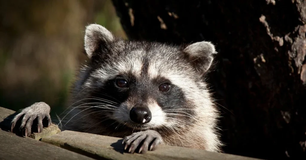 raccoon skunk opossum