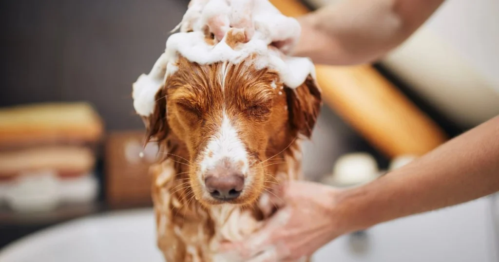 skunk spray in mouth of dog