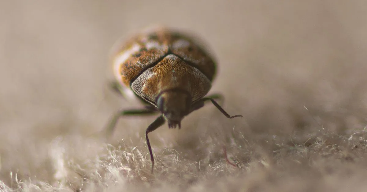 Carpet Beetles Bugs That Look Like Bed Bugs: Identification and Control Guide Carpet Beetles Bugs That Look Like Bed Bugs: Identification and Control Guide
