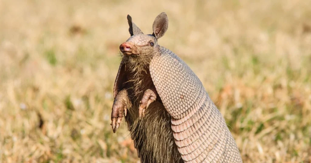 armadillos poisonous