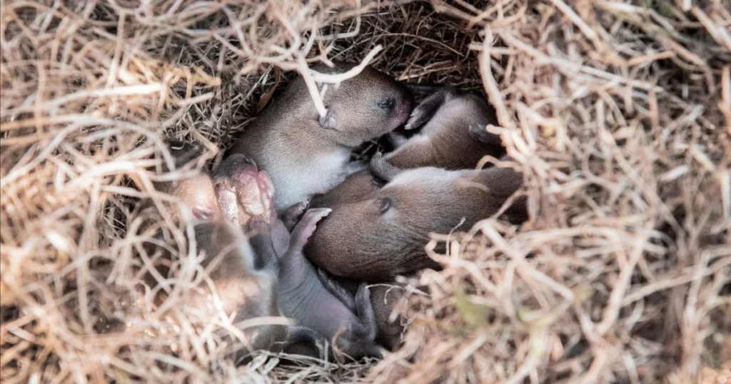 will mice return to a disturbed nest