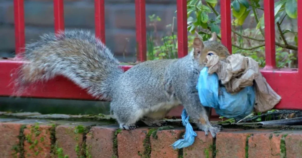 how to stop squirrels from eating plastic