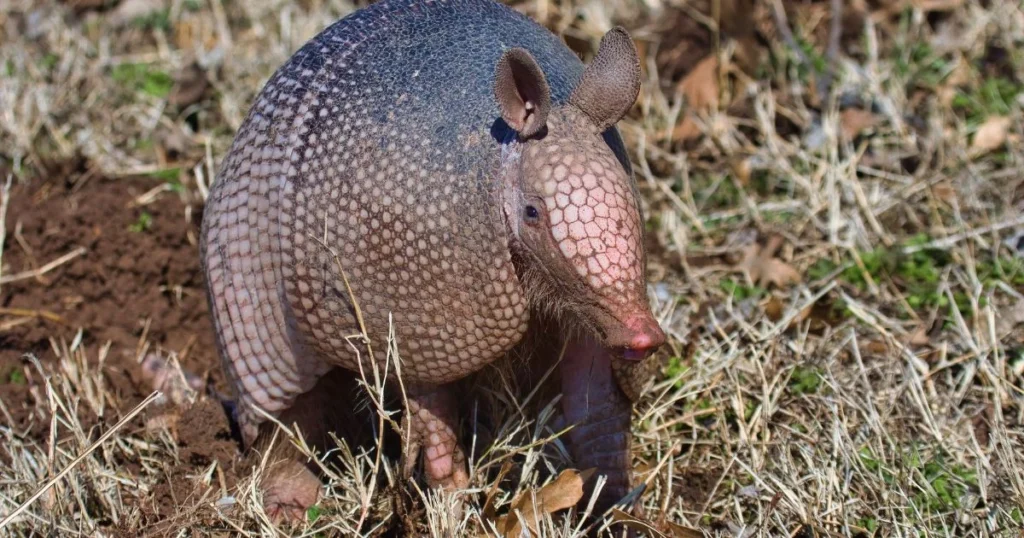 opossum vs armadillo